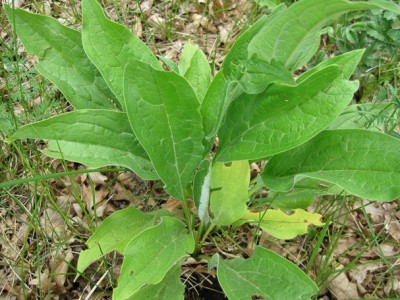 Houndstongue Invasive Weed